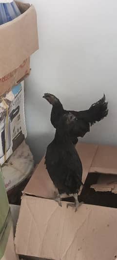 male pair ayam cemani