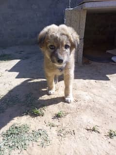 Afghan Kuchi male puppy