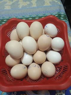 Pure Dasi & Golden misri breed fertile eggs