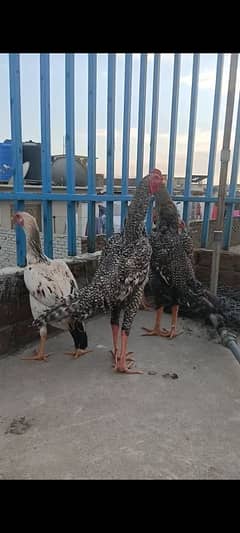 fresh shamo eggs available