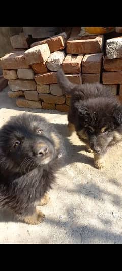 German Shephard Dog Puppies puppy for sale (Double coat,Heavy bone)