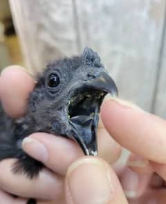 Ayam cemani black tongue cross Sale Sale Sale