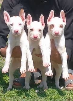 pure kuhati gultair pink nose blue eyes 3 male 55days healthy