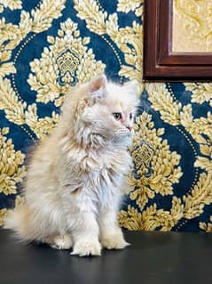 Persian cat extreme tripple coat