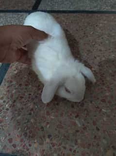 Lop