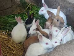 Healthy Rabbit pairs for sale, Multiple Colors, 4 Months Old