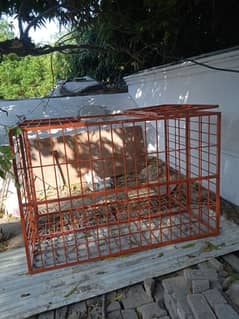 large dog cage