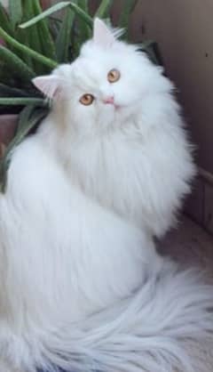 Persian cat