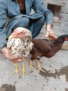 Tow hens Aceel for sale