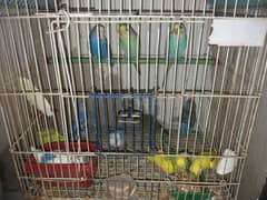 budgie 2 pair aur 6 pathy