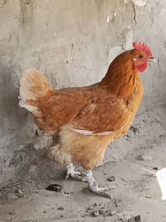 Desi hen