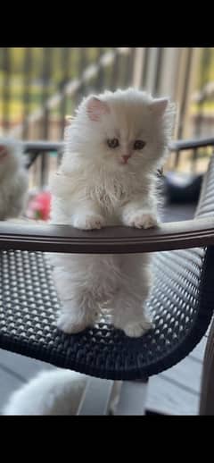 pure persian kitten