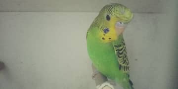 budgie