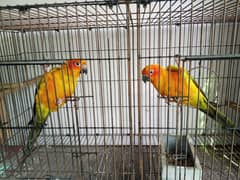 sun conure