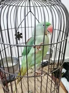 Raw Parrot Kashmir Age 1 year Full train urgent sale