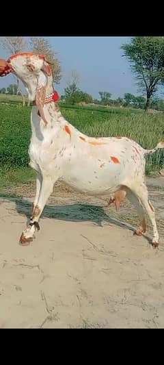 makhi cheni bakri for Sale