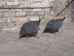 guinea fowl