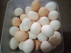 golden misri fertile eggs