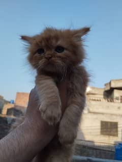 Persian kittens pair for sale