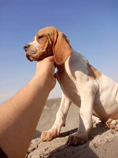 English pointer puppys