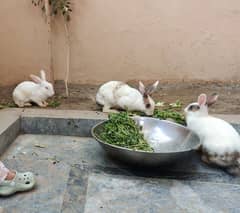 3 rabbits for sale 2 female 1 male khargosh for sale