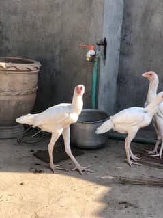 2 Male 1 Female Aseel Heera pure white 100 Percent white