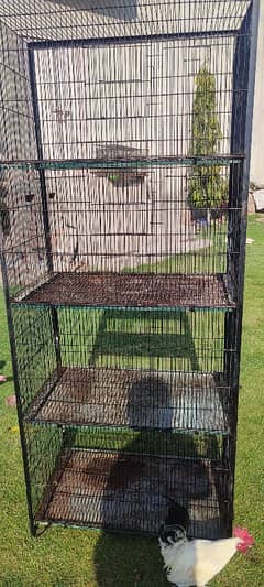 English game hens male female young pieces and good quality