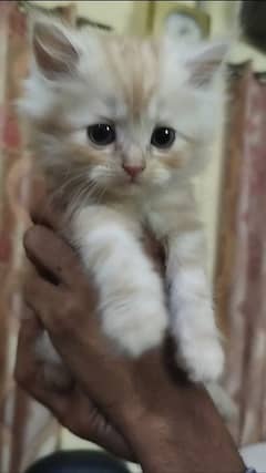 top quality Persian male kitten