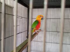 Jendaya Female Parrot