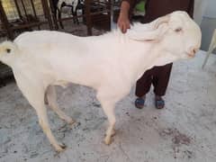 gulabi rajanpuri bakra 4 dant qurbani k leye tayyar gouts