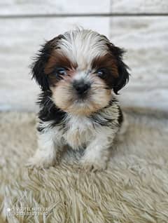 Shihtzu/toy breed male pup/punch face