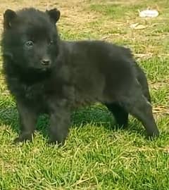 black German Shepherd long coat male 2 month for sale