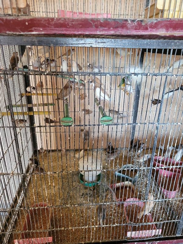 Bangles Finches 0