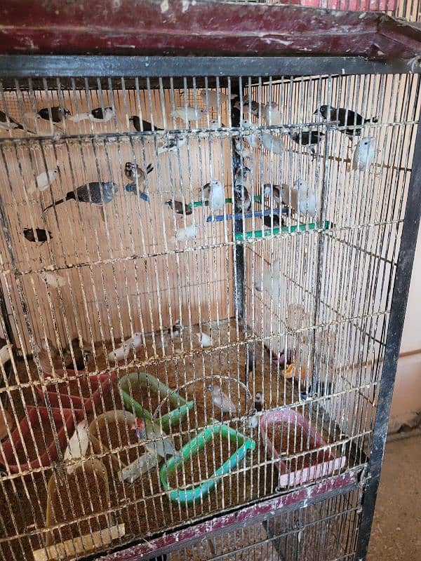 Bangles Finches 1