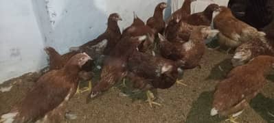 Lohmann brown and black ready hen for sale