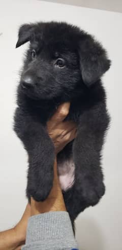 Black German Shepherd puppies