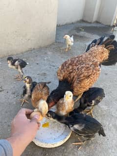 With 7 Chicks