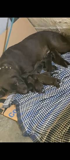 chocolate Labrador puppies