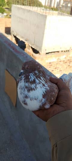 Flying Piegon Adult