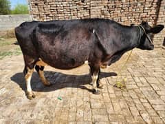 Cow For sale