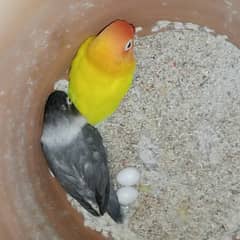 Love birds