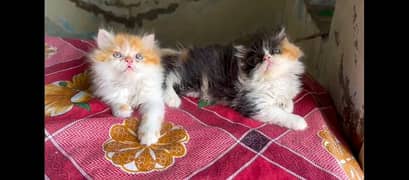 peki & Persian kittens available