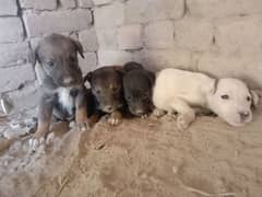 for domestic special breed sale fore dog beautiful dogs