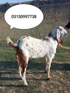 bakra