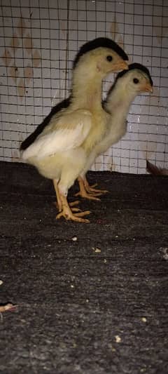 Pure White O shamo Chicks Available