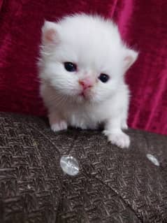 Persian kittens triple coated black and 2nd grey and white rare color