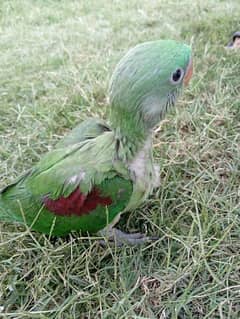 Raw parrot baby for sale