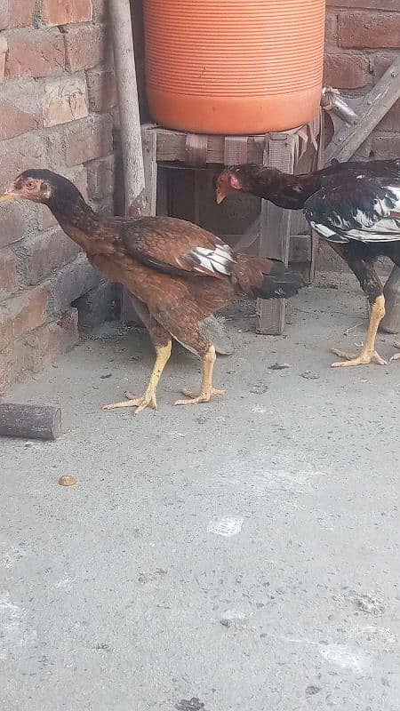 2 shamo pathy 1 pathi 6