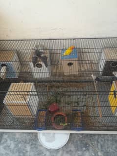 love bird breeder setup avalialbl