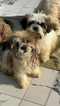 ShihTzu Puppies (2 month old) Male/Female